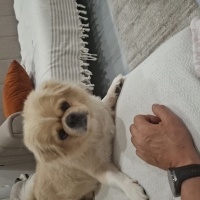 Pekingese, Köpek  lucky fotoğrafı