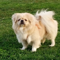 Pekingese, Köpek  lucky fotoğrafı