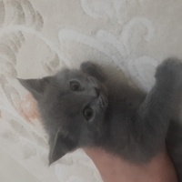 British Shorthair, Kedi  Minik yavrularimiz fotoğrafı