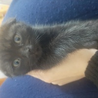 British Shorthair, Kedi  Minik yavrularimiz fotoğrafı