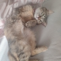 Tekir Kedi, Kedi  Mila'm ♡ fotoğrafı