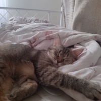Tekir Kedi, Kedi  Mila'm ♡ fotoğrafı
