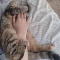 Tekir Kedi, Kedi  Mila'm ♡ fotoğrafı