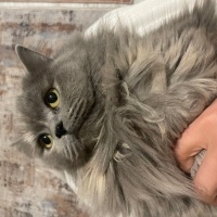 Scottish Fold, Kedi  Lucy fotoğrafı