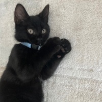 Bombay, Kedi  Luki fotoğrafı