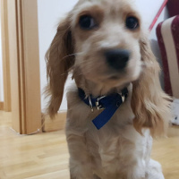 Amerikan Cocker Spaniel, Köpek  Luffy fotoğrafı