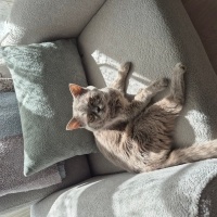British Longhair, Kedi  Paşa fotoğrafı