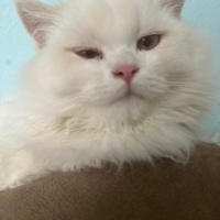 British Longhair, Kedi  Bulut fotoğrafı