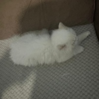 British Longhair, Kedi  Bulut fotoğrafı