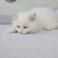 British Longhair, Kedi  Bulut fotoğrafı