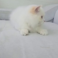 British Longhair, Kedi  Bulut fotoğrafı