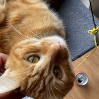 Sarman, Kedi  Sniffer fotoğrafı