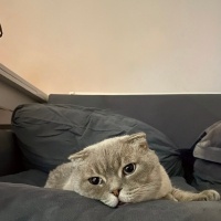 Scottish Fold, Kedi  Rio fotoğrafı