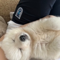 Samoyed, Köpek  Samu fotoğrafı