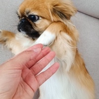 Pekingese, Köpek  Asya fotoğrafı