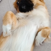 Pekingese, Köpek  Asya fotoğrafı