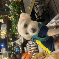 Maltese, Köpek  Les fotoğrafı
