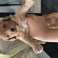 Poodle(Standart Kaniş), Köpek  1 aylik yavru toy poodle fotoğrafı