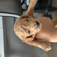 Poodle(Standart Kaniş), Köpek  1 aylik toy poodle fotoğrafı