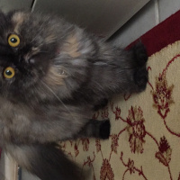 İran Kedisi (Persian), Kedi  Mia fotoğrafı