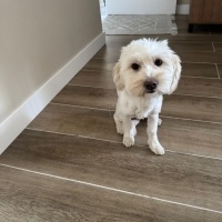 Maltese, Köpek  pamuk fotoğrafı
