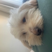 Maltese, Köpek  pamuk fotoğrafı