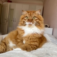 Sarman, Kedi  Sushi fotoğrafı