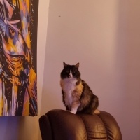 Tekir Kedi, Kedi  MissCat fotoğrafı