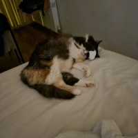 Tekir Kedi, Kedi  MissCat fotoğrafı