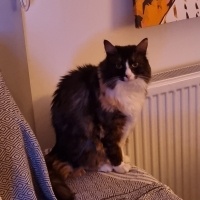 Tekir Kedi, Kedi  MissCat fotoğrafı
