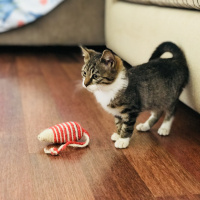 Tekir Kedi, Kedi  Fişek fotoğrafı