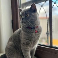 British Shorthair, Kedi  Duman fotoğrafı