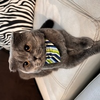 British Shorthair, Kedi  Mino fotoğrafı