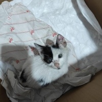 Tekir Kedi, Kedi  Lubi fotoğrafı