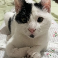 Tekir Kedi, Kedi  Lubi fotoğrafı
