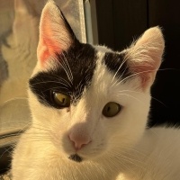 Tekir Kedi, Kedi  Lubi fotoğrafı