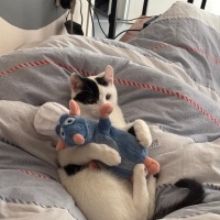 Tekir Kedi, Kedi  Lubi fotoğrafı