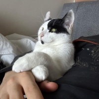 Tekir Kedi, Kedi  Lubi fotoğrafı