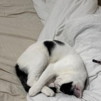 Tekir Kedi, Kedi  Lubi fotoğrafı