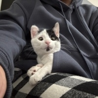 Tekir Kedi, Kedi  Lubi fotoğrafı
