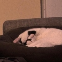 Tekir Kedi, Kedi  Lubi fotoğrafı
