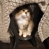 Tekir Kedi, Kedi  Hamur fotoğrafı
