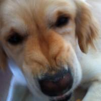 Golden Retriever, Köpek  Köpük fotoğrafı