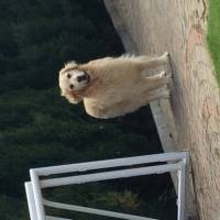 Golden Retriever, Köpek  Köpük fotoğrafı