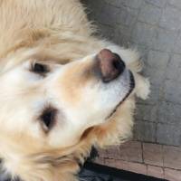 Golden Retriever, Köpek  Köpük fotoğrafı