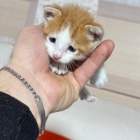 Tekir Kedi, Kedi  Pamuk fotoğrafı