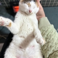 Tekir Kedi, Kedi  Pamuk fotoğrafı