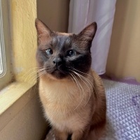 Siyam Kedisi, Kedi  Nimbus fotoğrafı