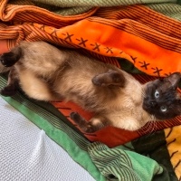 Siyam Kedisi, Kedi  Nimbus fotoğrafı