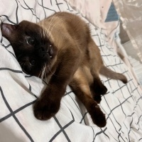 Siyam Kedisi, Kedi  Nimbus fotoğrafı
